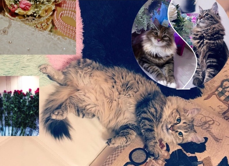 Личная жизнь, мои увлечения 